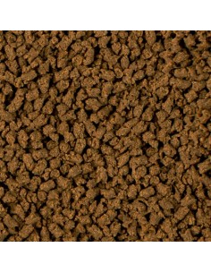 INSECT NATURE SERA 2