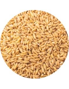 AVENA PELADA PET CUP - 850 GR