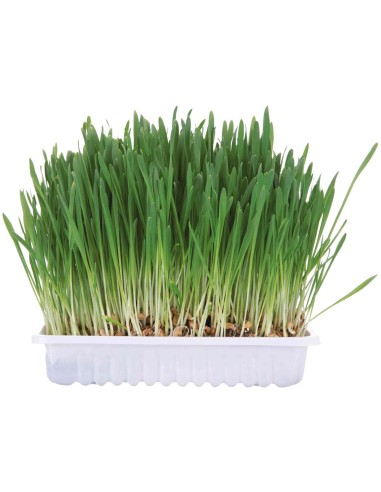 BANDEJA HIERBA PARA ROEDORES TRIXIE - 100 GR