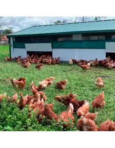 CORRAL MOVIL CONTINENTAL PARA GALLINAS COPELE