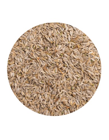 LECHUGA BLANCA PET CUP - 1,5 KG