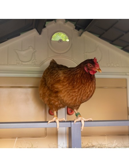 MI PRIMER GALLINERO COPELE