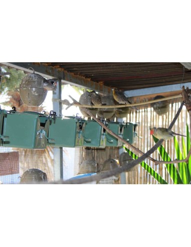 NIDO ISABELA PARA EXÓTICOS MOLDES AVE