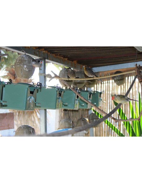 NIDO ISABELA PARA EXÓTICOS MOLDES AVE