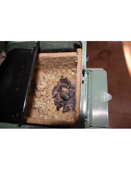 NIDO ISABELA PARA EXÓTICOS MOLDES AVE