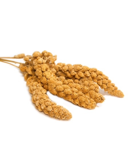 MAIZ AMARILLO EN ESPIGA PET CUP - 15 KG