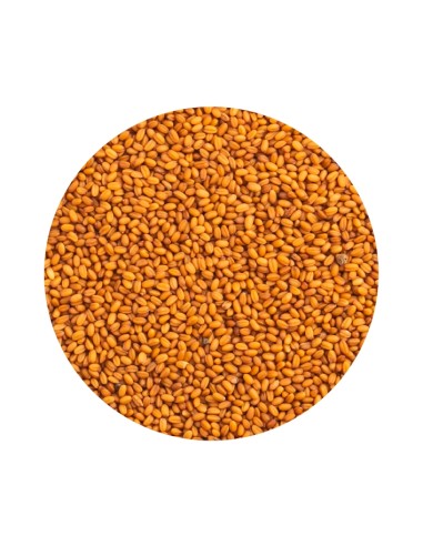 CAMELINA PET CUP - 2 KG