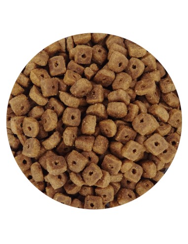 GATOS ESTERILIZADOS PET CUP