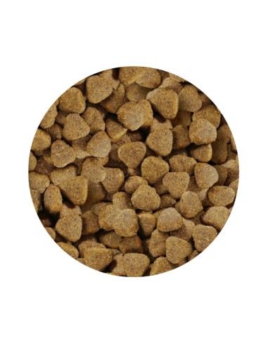 ADULT PREMIUM SALMON PET CUP