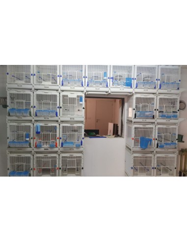 JAULA MÓDULO MA MOLDES AVE